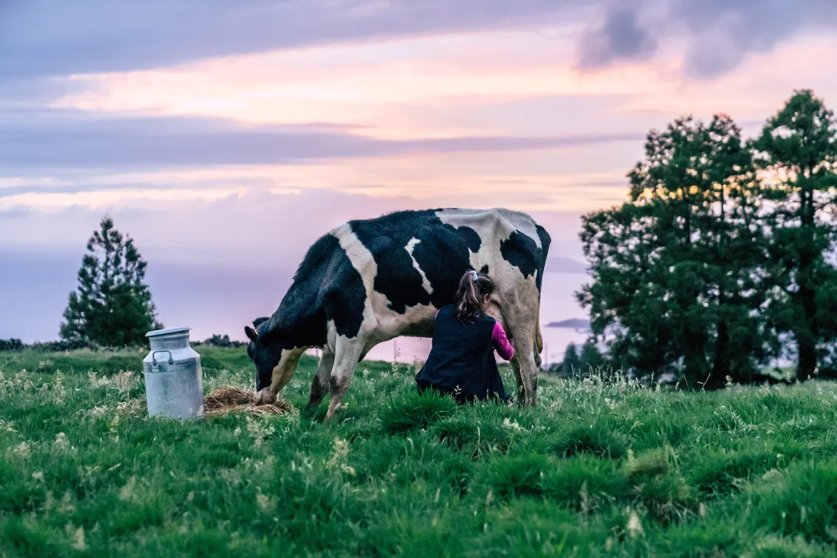 Trip to the Azores contest: Choose the milk that takes you to the origin!